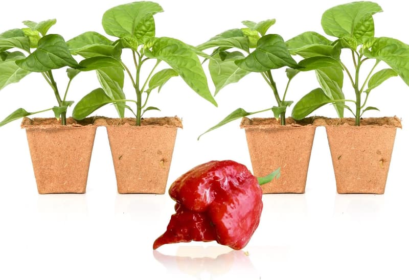 Dragon's Breath Pepper Plant Seedlings - 4 Live Super Hot Chili Plants
