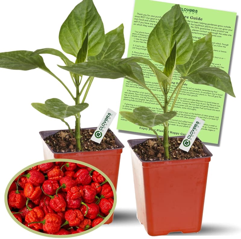 Carolina Reaper Pepper Plant - Non-GMO - 4