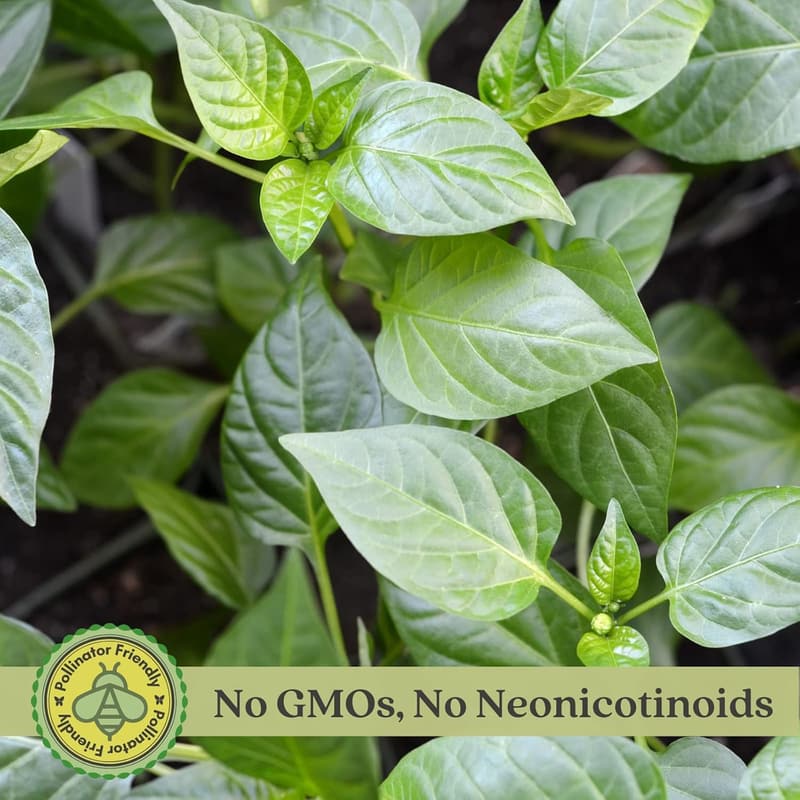 Carolina Reaper Pepper Plant - Non-GMO - 4