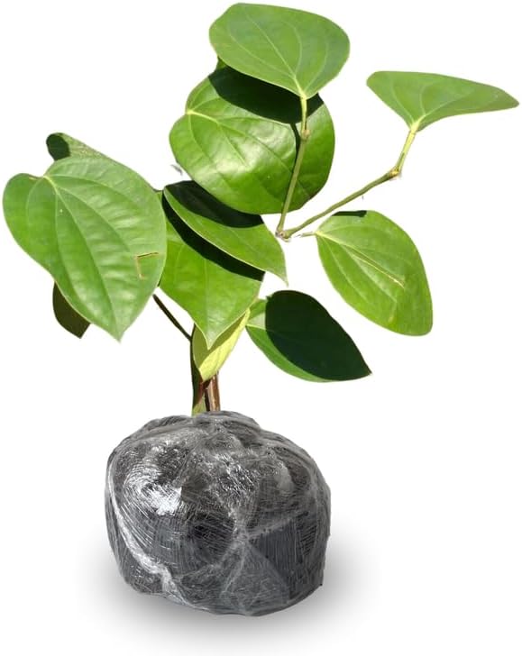 Healthy Black Pepper Plant (Piper Nigrum) - 4 to 6 Inches Tall