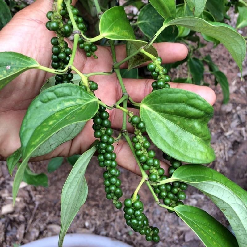 Healthy Black Pepper Plant (Piper Nigrum) - 4 to 6 Inches Tall