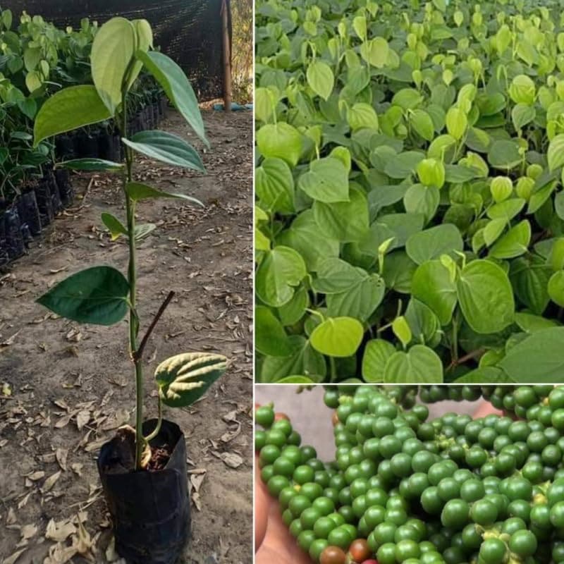Healthy Black Pepper Plant (Piper Nigrum) - 4 to 6 Inches Tall
