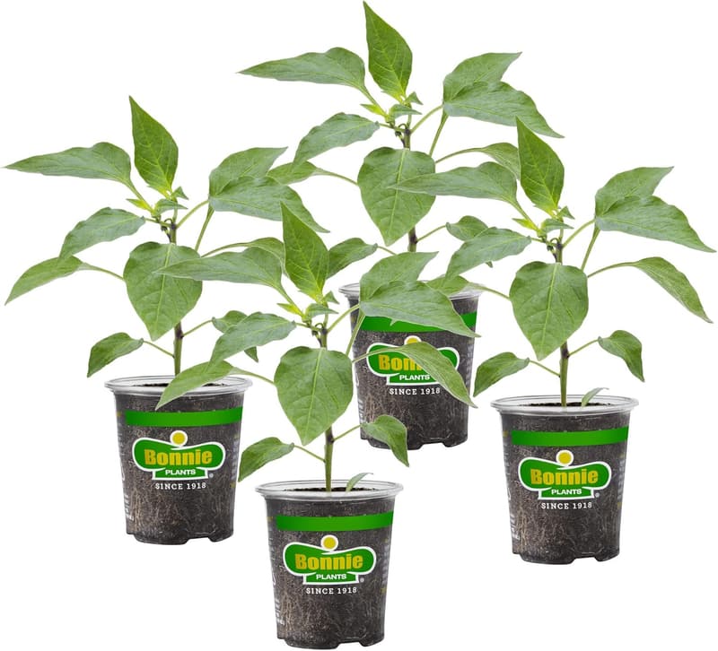 Poblano-Ancho Pepper Plants 4-Pack (19.3 oz)
