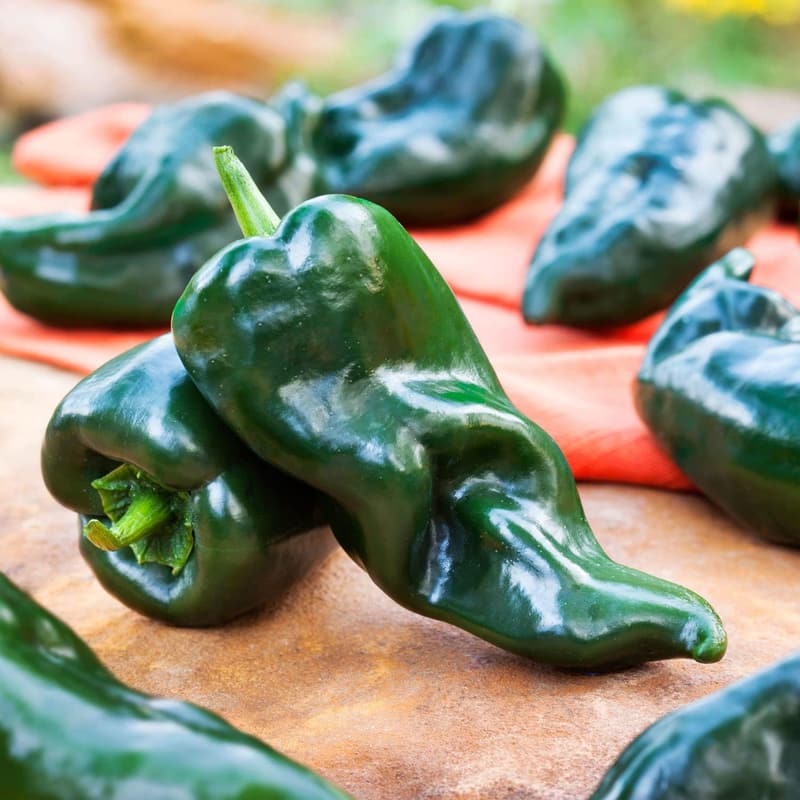 Poblano-Ancho Pepper Plants 4-Pack (19.3 oz)