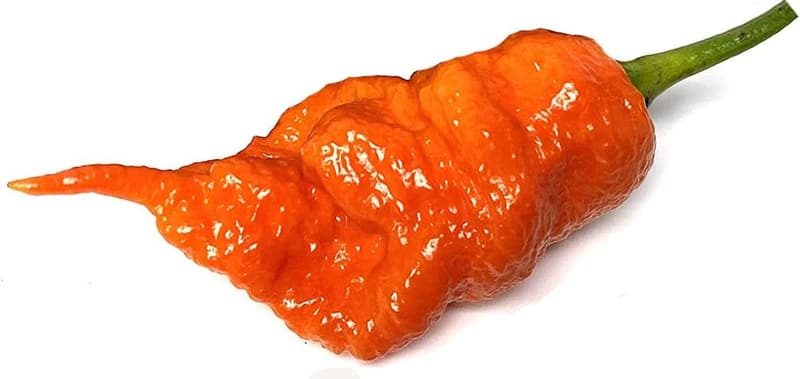 Dragon's Breath Hybrid Pepper Seeds for Planting Packet