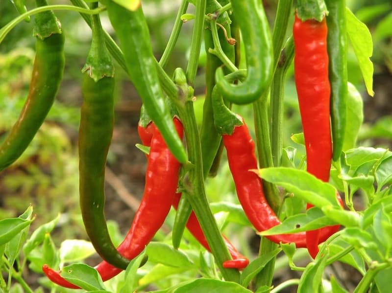 Thai Gong Bao Dragon Hot Pepper Plants - 2 Live Non-GMO Plants