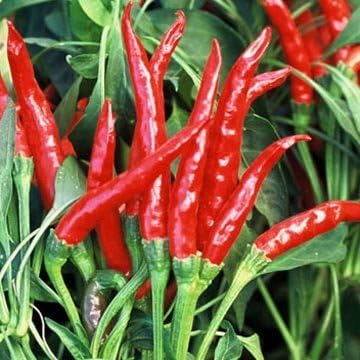 Thai Gong Bao Dragon Hot Pepper Plants - 2 Live Non-GMO Plants