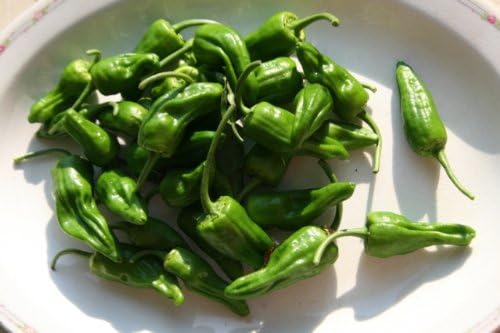 Shishito Pepper Plants - Pack of Six