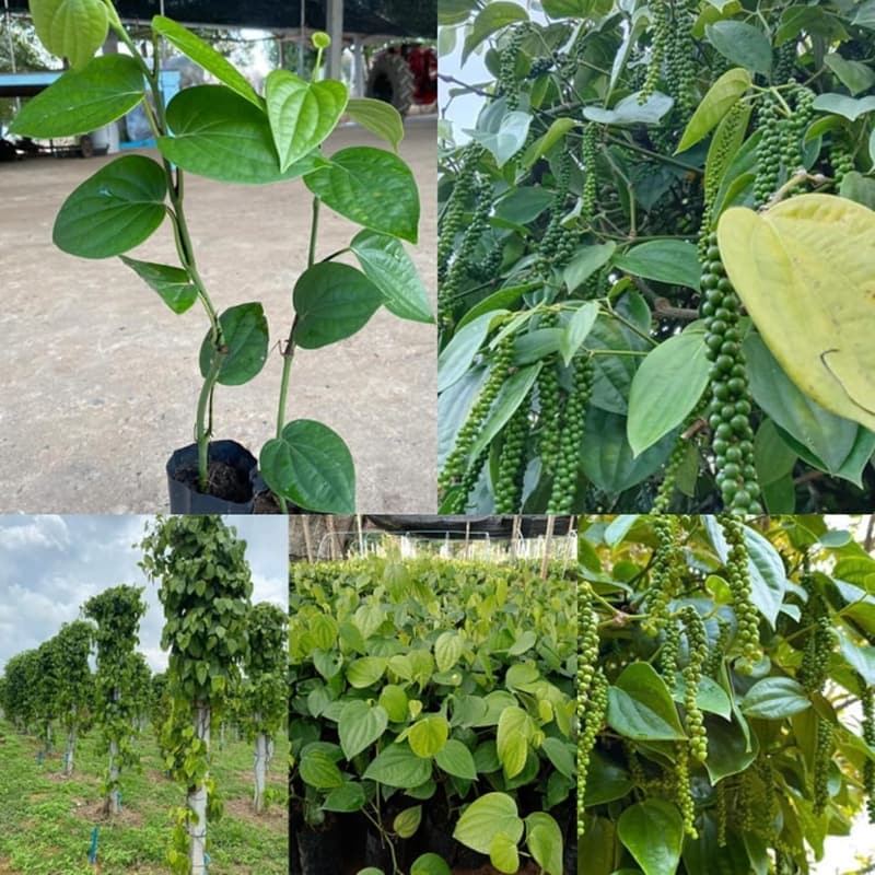 Live Black Pepper Plants (Piper Nigrum) - 5 to 8 Inches Tall