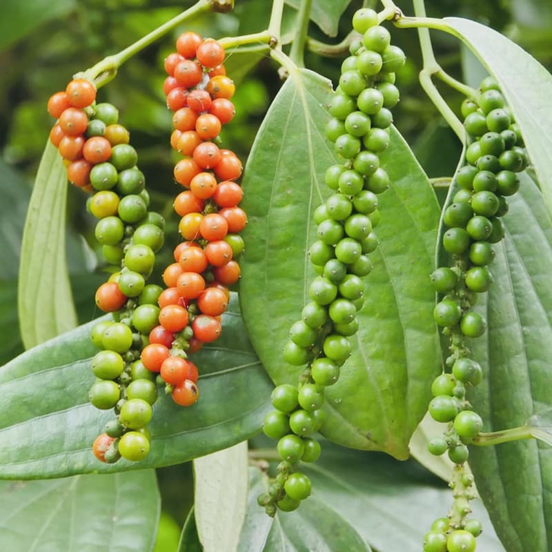 Live Black Pepper Plants (Piper Nigrum) - 5 to 8 Inches Tall