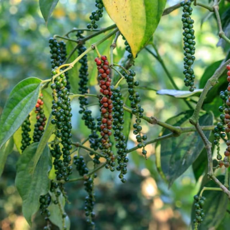 Live Black Pepper Plants (Piper Nigrum) - 5 to 8 Inches Tall