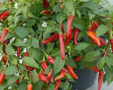 Super Chili Hot Pepper Plant - 2 Live Non-GMO Plants in 4