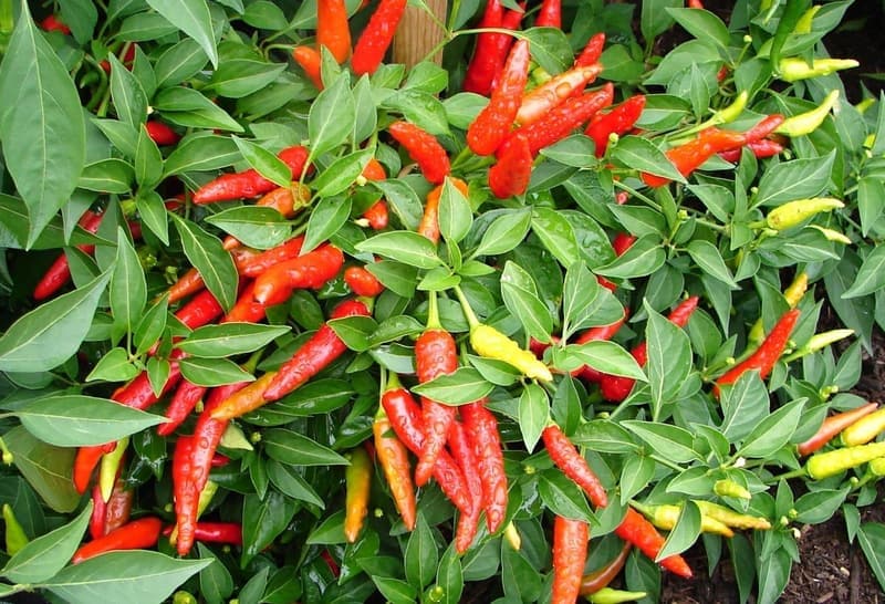 Super Chili Hot Pepper Plant - 2 Live Non-GMO Plants in 4