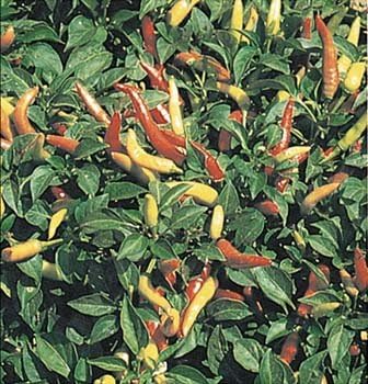 Super Chili Hot Pepper Plant - 2 Live Non-GMO Plants in 4