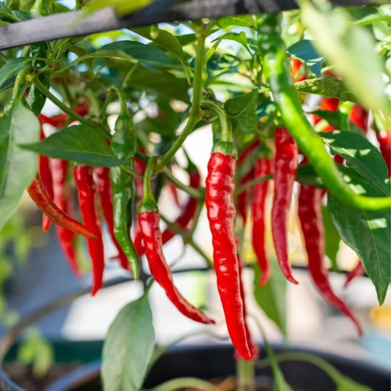 Set of 4 Red Hot Pepper Plants for Spring Planting