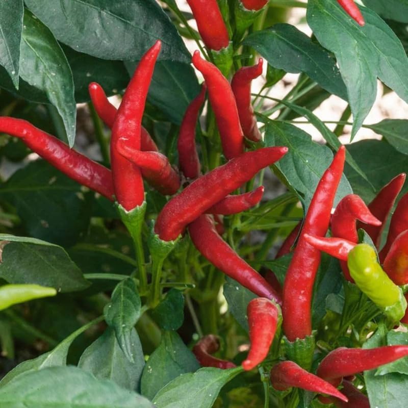 Set of 4 Red Hot Pepper Plants for Spring Planting