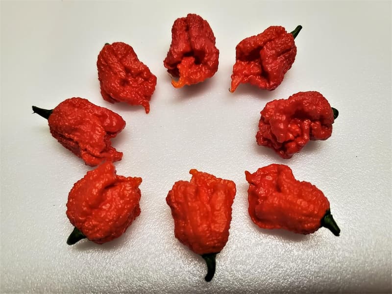 Dragon's Breath Pepper Seeds - Hot Pepper Variety