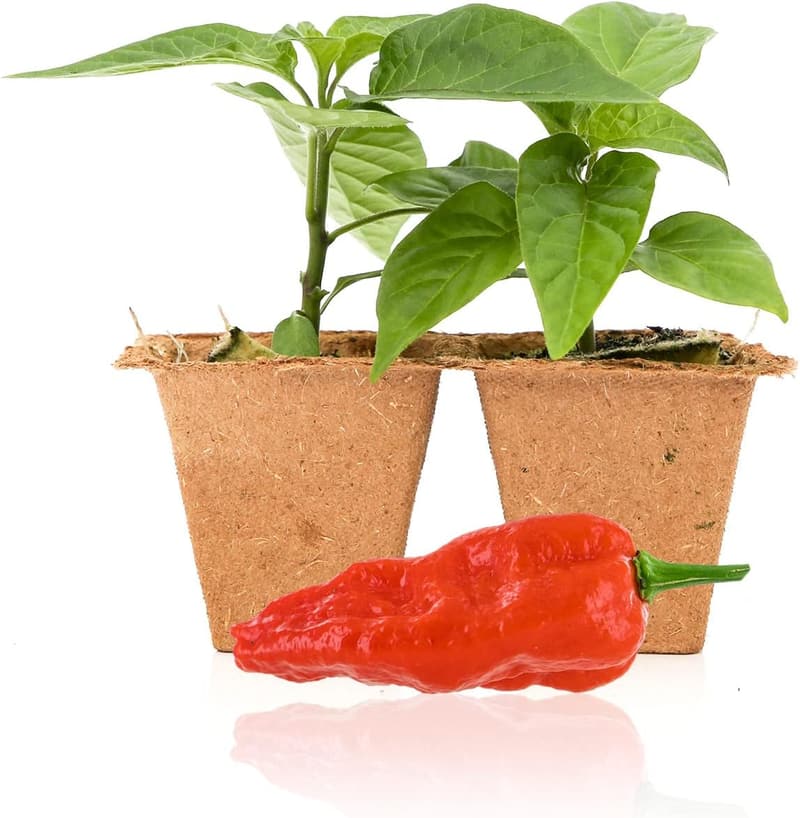 Komodo Dragon Chili Pepper Seedlings - 2 Super Hot Plants