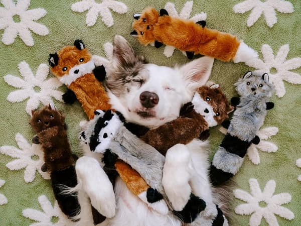 Dog Toy Pack - Plush Squeaky Unstuffed Chew Toys for Small Dogs