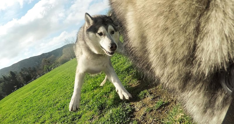 GoPro Fetch Dog Harness - Official Mount for Pets