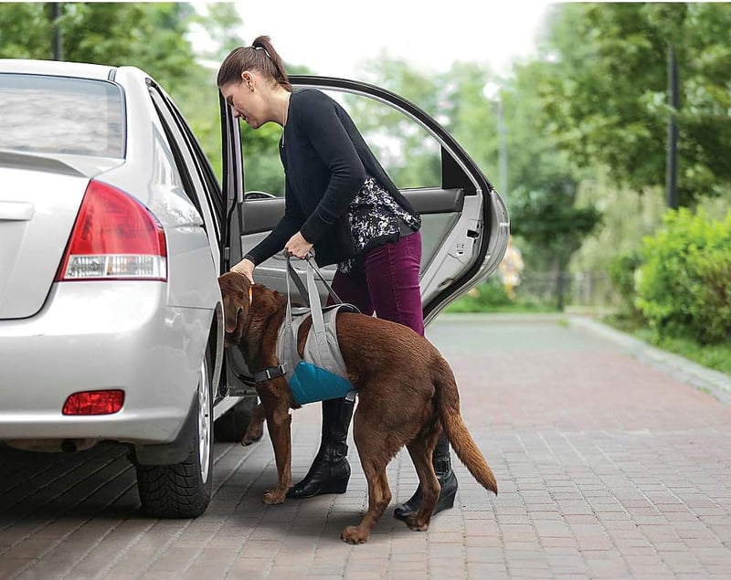 Dog Lift Harness for Elderly & Disabled Dogs - Kurgo Support