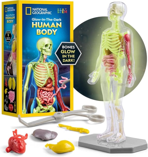 Interactive Glow-in-the-Dark Anatomy Model for Kids