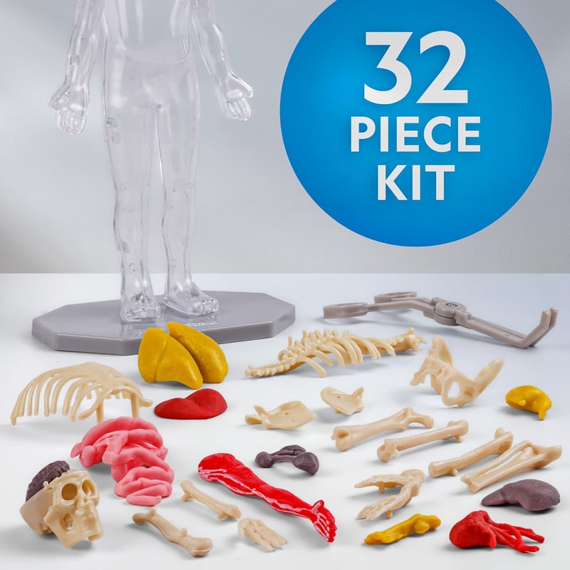 Interactive Glow-in-the-Dark Anatomy Model for Kids