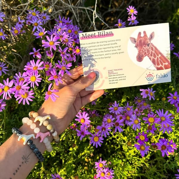 Giraffe Tracking Bracelet - Elastic, Supports Somali Giraffe Project