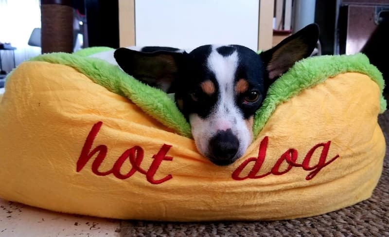 Soft Washable Hotdog Design Dog Bed for Small Dogs