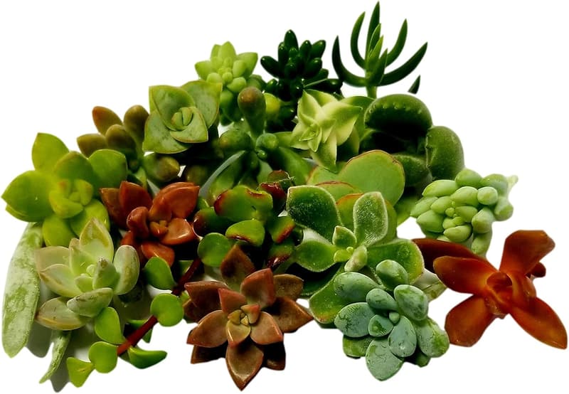 Assorted Live Succulent Cuttings for Terrariums & DIY Projects