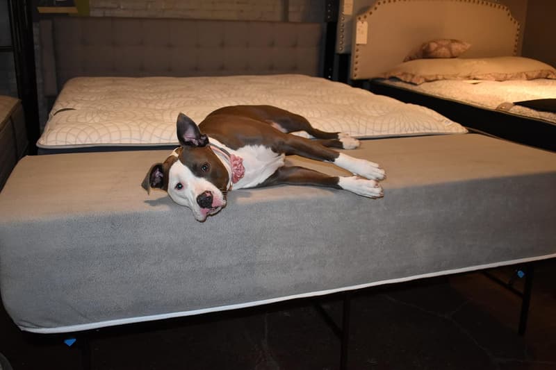 Customizable Foam Dog Bed Extender for King Beds - Gray