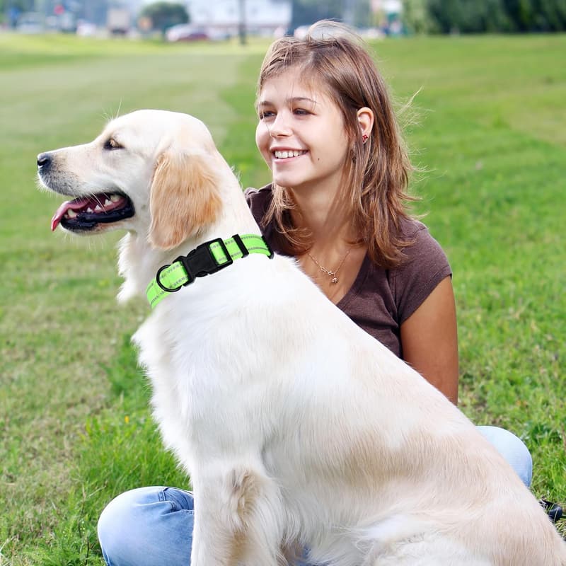 Reflective Light-Up Dog Collar for Small to Large Dogs - Lime