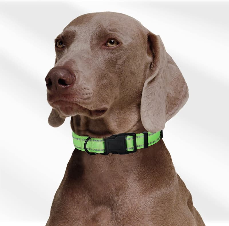 Reflective Light-Up Dog Collar for Small to Large Dogs - Lime