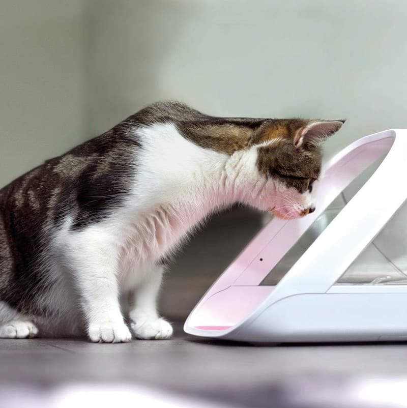 SureFeed Microchip Pet Feeder - Hub Required (Sold Separately)