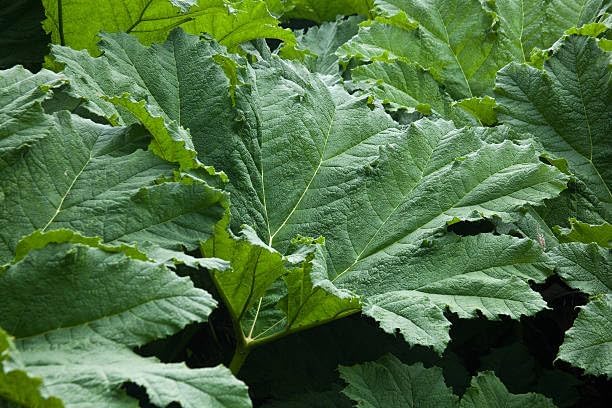 Gunnera Manicata Plant Seeds - 5 盒