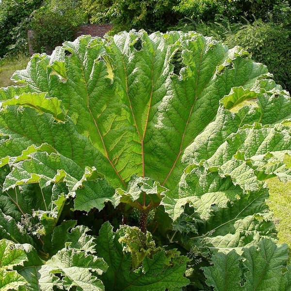 Giant Rhubarb Seeds (10 Pcs) | Ornamental Perennial for Bog Gardens