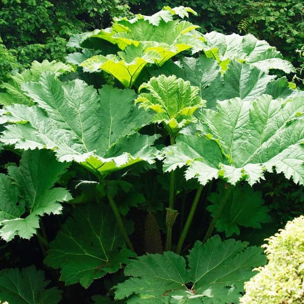 Giant Rhubarb Seeds (10 Pcs) | Ornamental Perennial for Bog Gardens