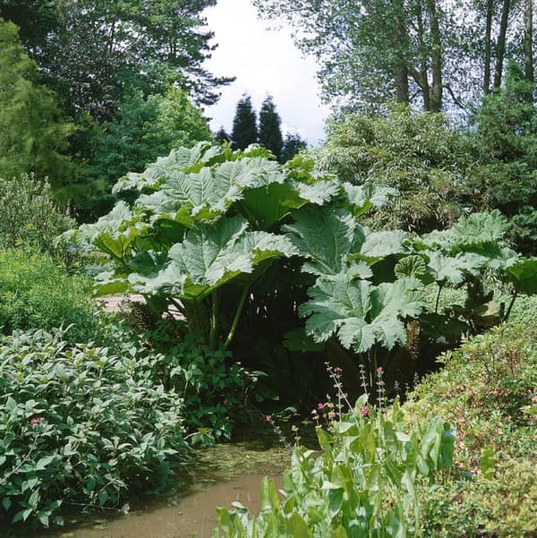 Gunnera Manicata Seeds - 10 Count Giant Rhubarb Plant