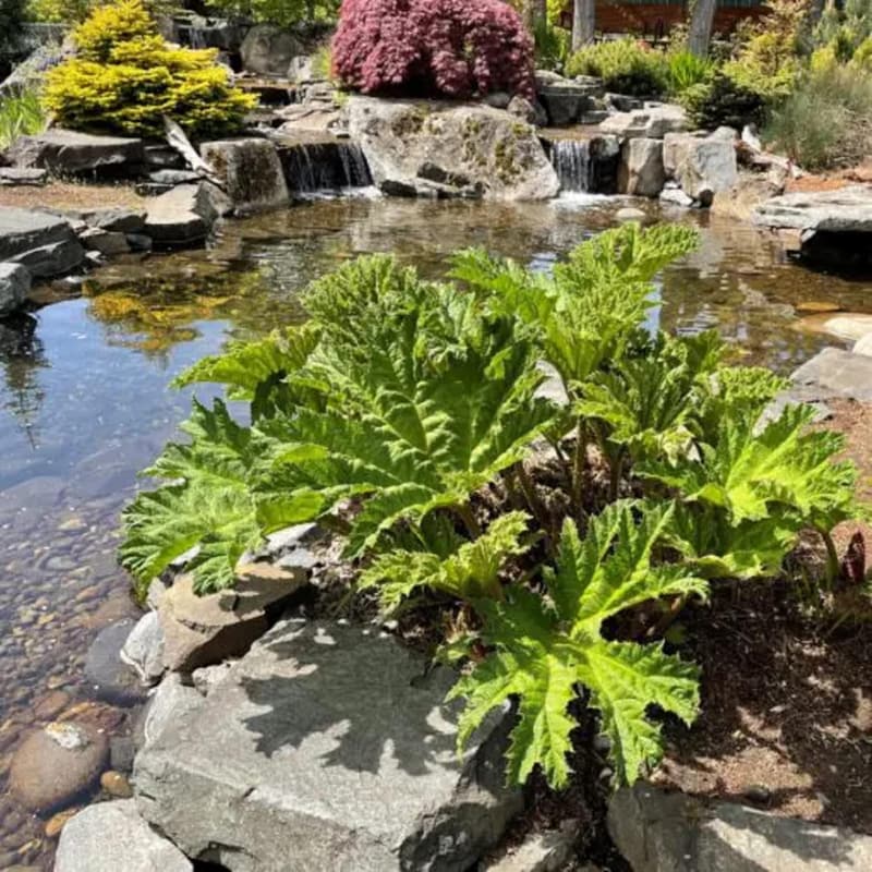 Gunnera Manicata Seeds - 10 Count Giant Rhubarb Plant