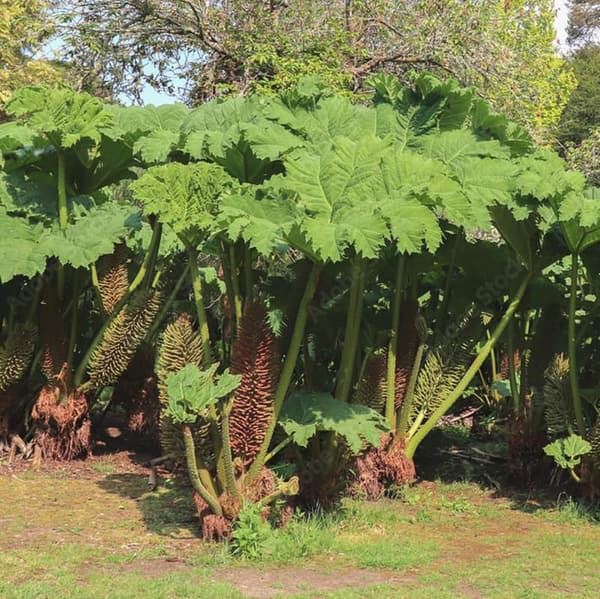 Gunnera Manicata Seeds - 10 Count Giant Rhubarb Plant
