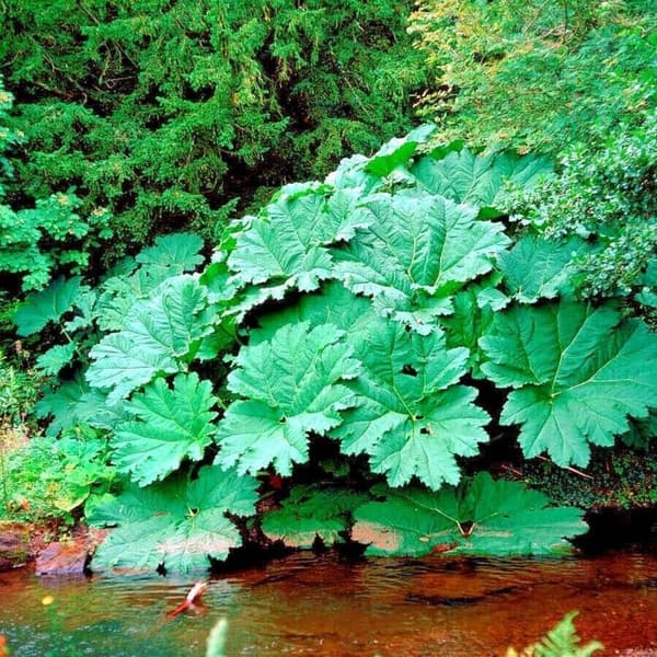 Gunnera Manicata Seeds - Exotic Giant Hardy Plant