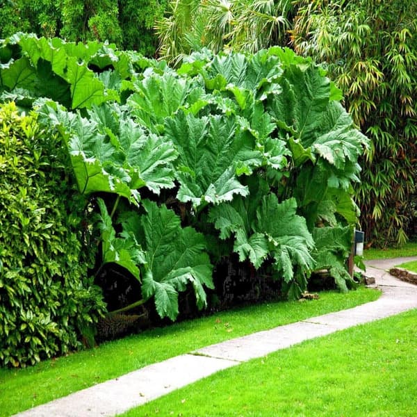 Gunnera Manicata Seeds - Exotic Giant Hardy Plant