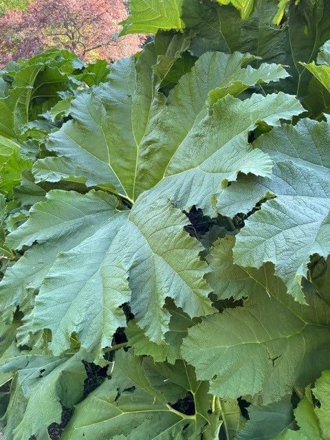 30pcs Gunnera Manicata Seeds for Gardening