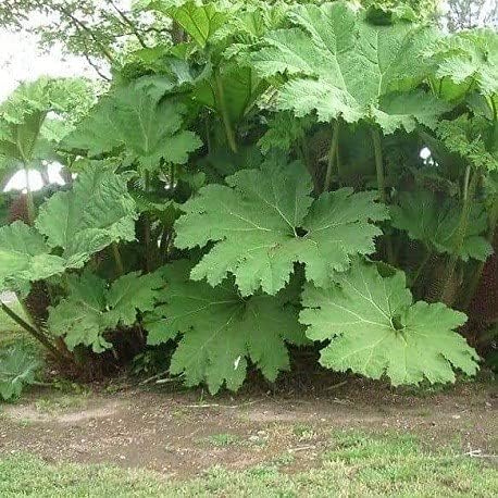 30pcs Gunnera Manicata Seeds for Gardening