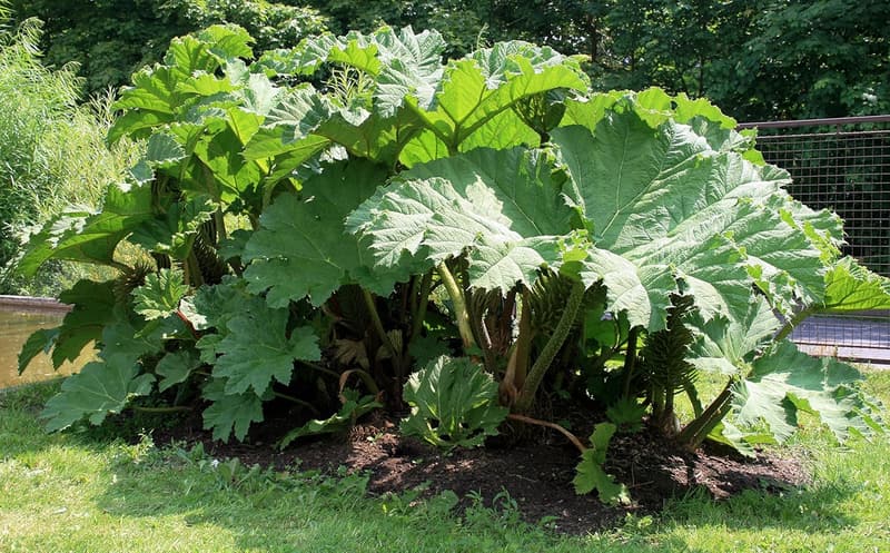 Gunnera Tinctoria Ornamental Plant Seeds – 10 盒