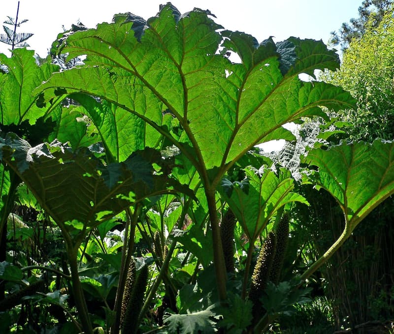 Gunnera Tinctoria Ornamental Plant Seeds – 10 盒