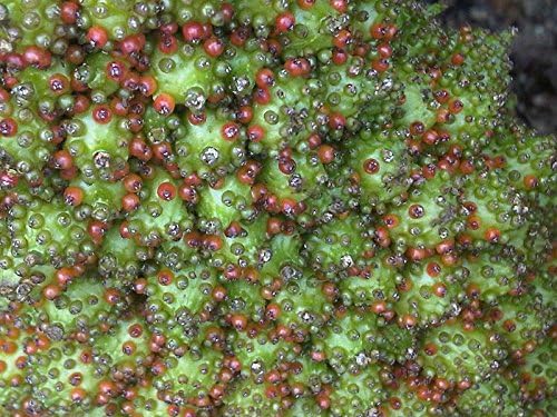 Gunnera Tinctoria Ornamental Plant Seeds – 10 盒