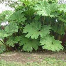 Gunnera Manicata Tree Seeds - 6 盒