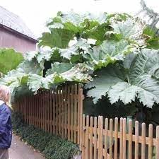 Gunnera Manicata Tree Seeds - 6 盒