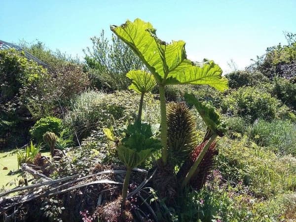 Organic Gunnera Manicata Seeds - Non-GMO, 7 盒